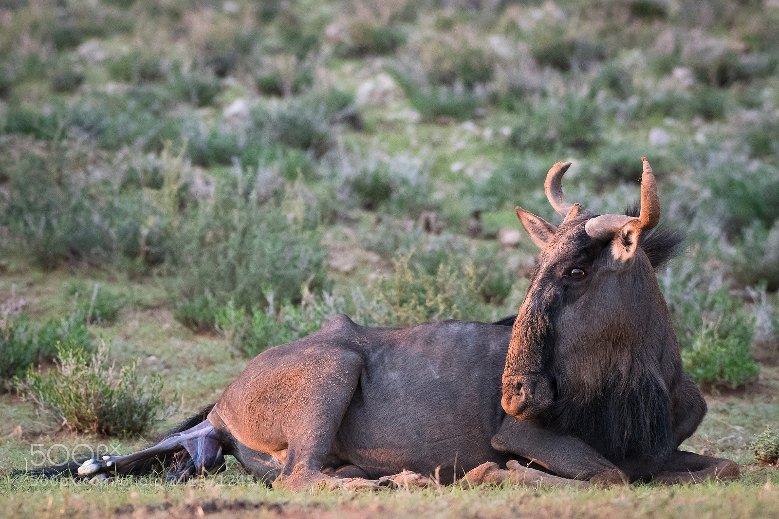 Nikon D500 sample photo. Birth of a wildebeest 1 photography