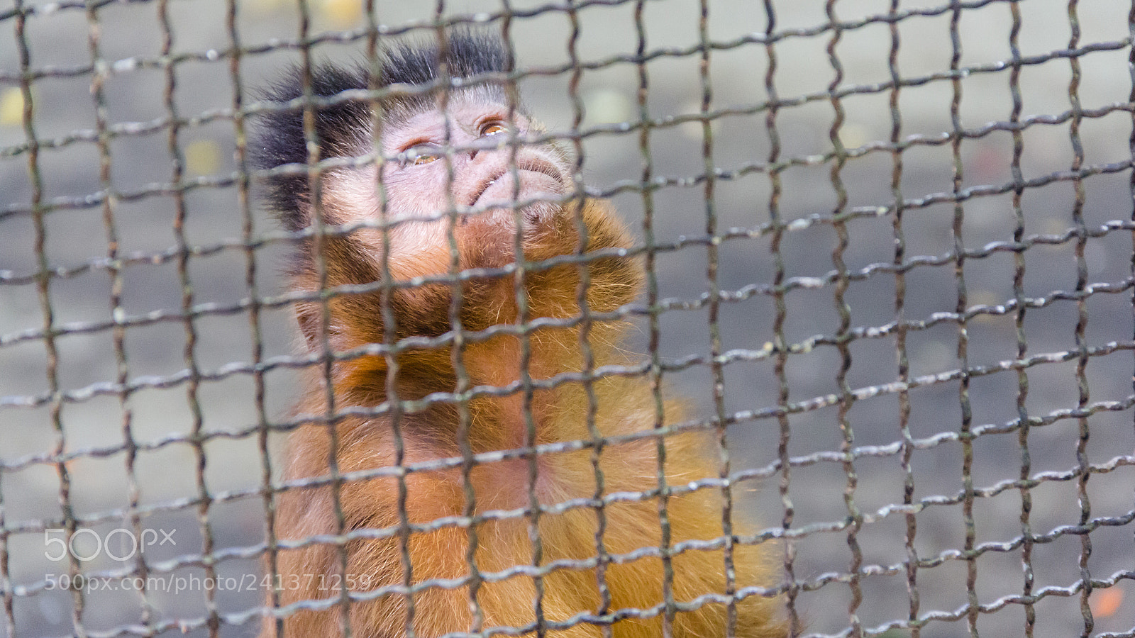 Canon EOS 60D sample photo. In the cage photography