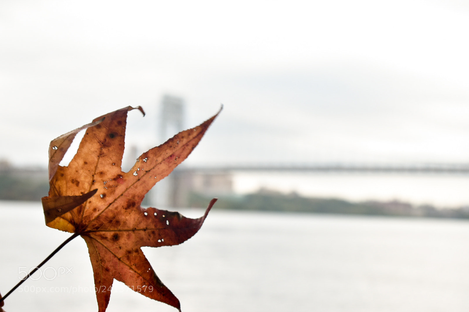 Nikon D3400 sample photo. Fall weather in nyc photography