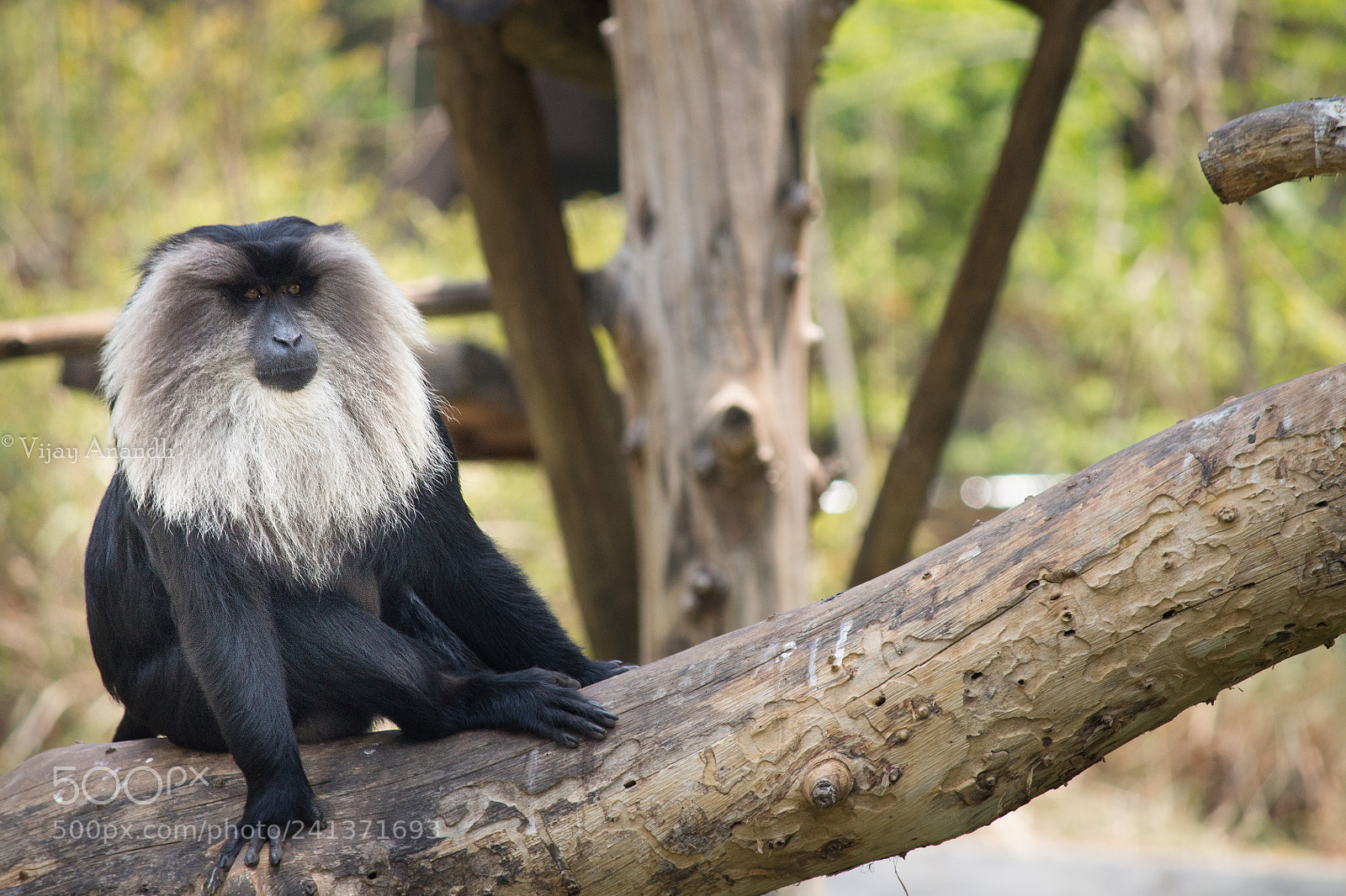 Canon EOS 1100D (EOS Rebel T3 / EOS Kiss X50) sample photo. Macaca silenus photography