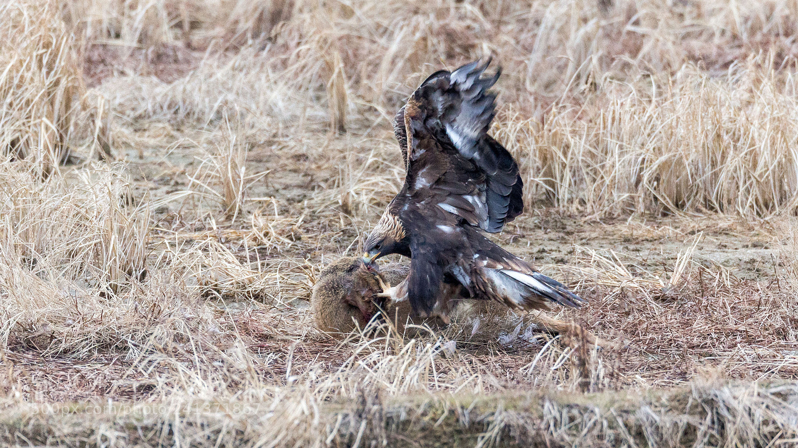 Canon EOS-1D X sample photo. Golden eagle photography