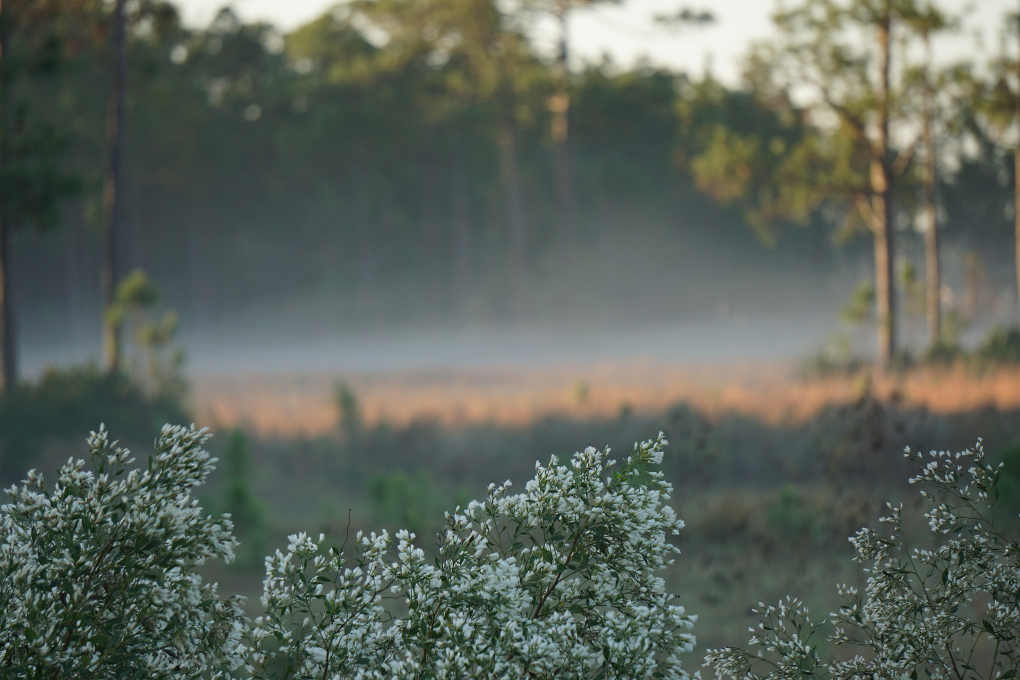 Sony a6000 + Sony FE 24-240mm F3.5-6.3 OSS sample photo. Central fl trees photography