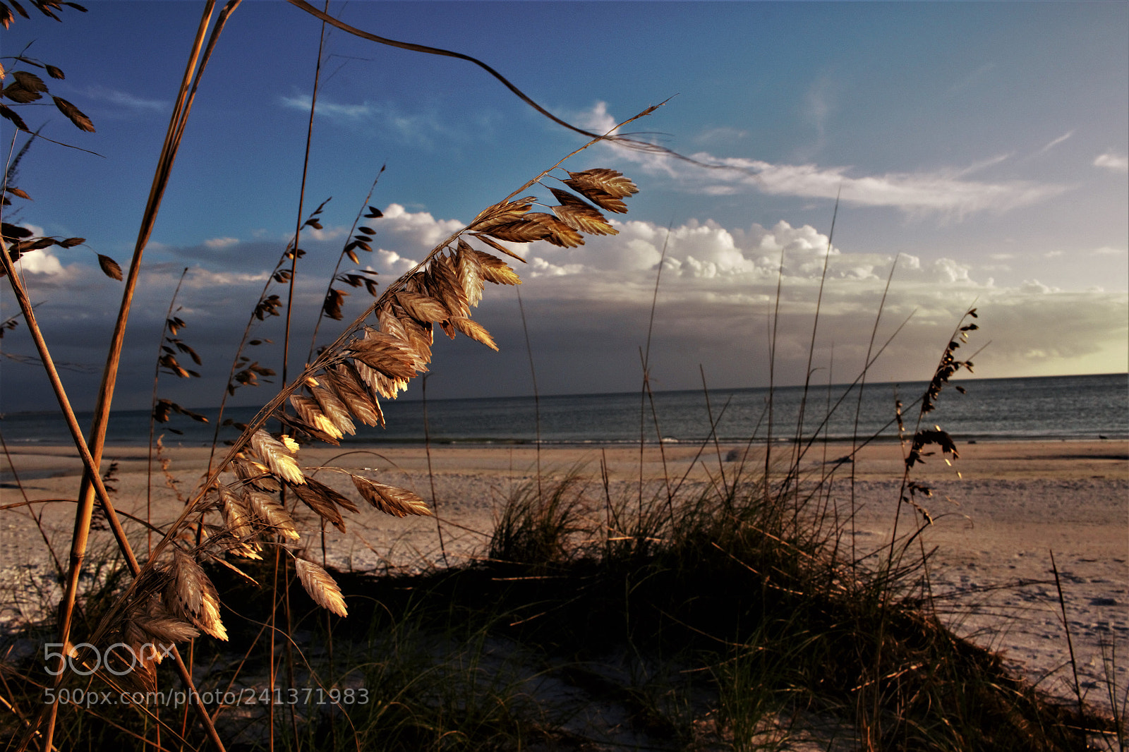 Canon EOS 70D sample photo. Nature at siesta key photography