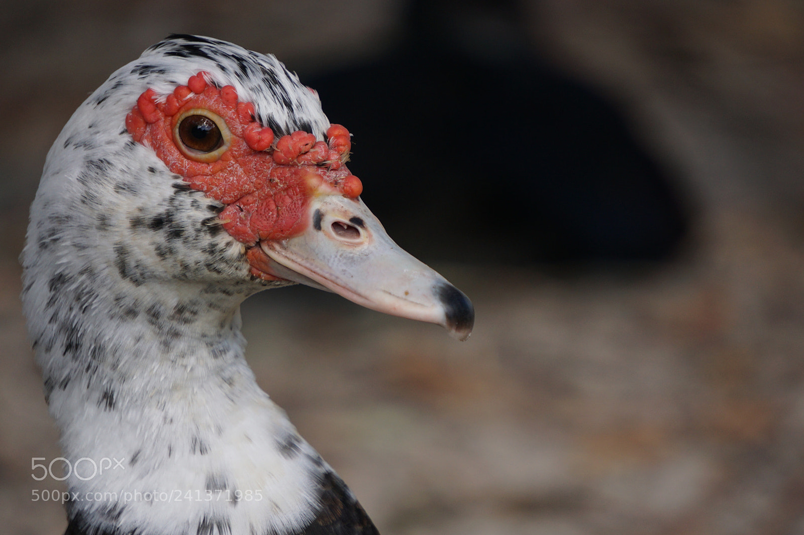 Sony E 55-210mm F4.5-6.3 OSS sample photo. Bird photography