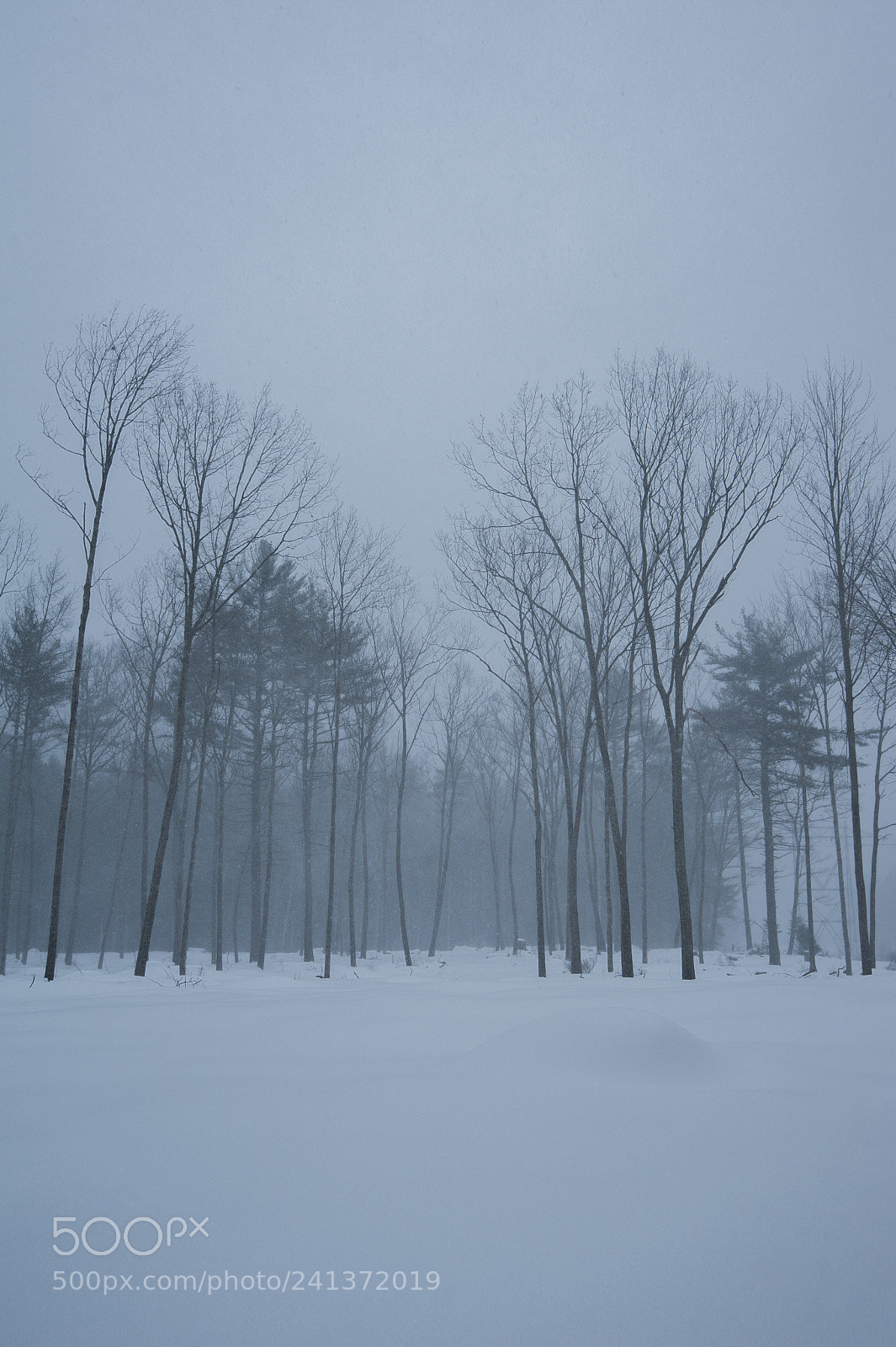 Nikon D700 sample photo. Stopping by the woods photography