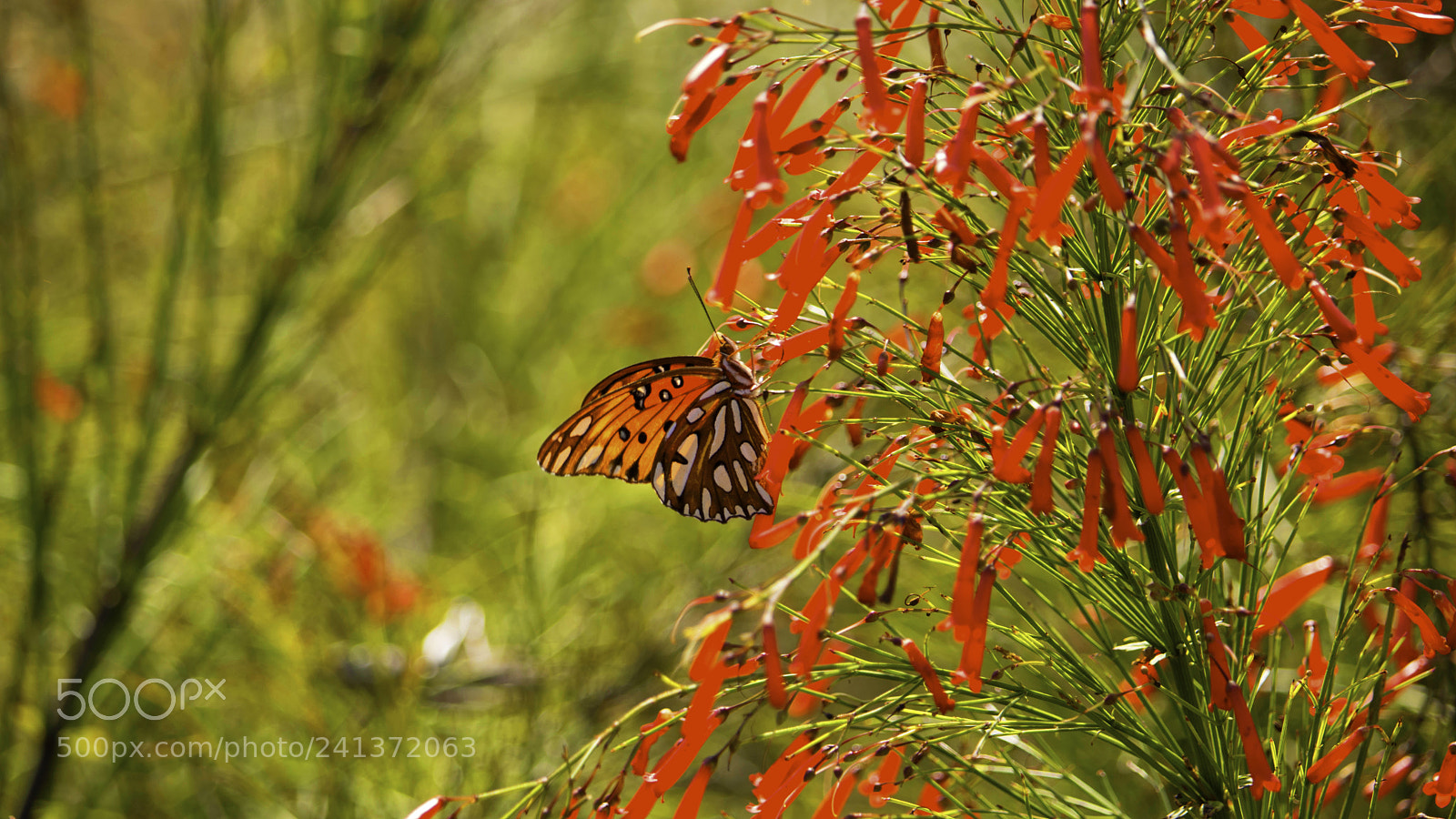 Canon EOS 750D (EOS Rebel T6i / EOS Kiss X8i) sample photo. Beautyfly photography