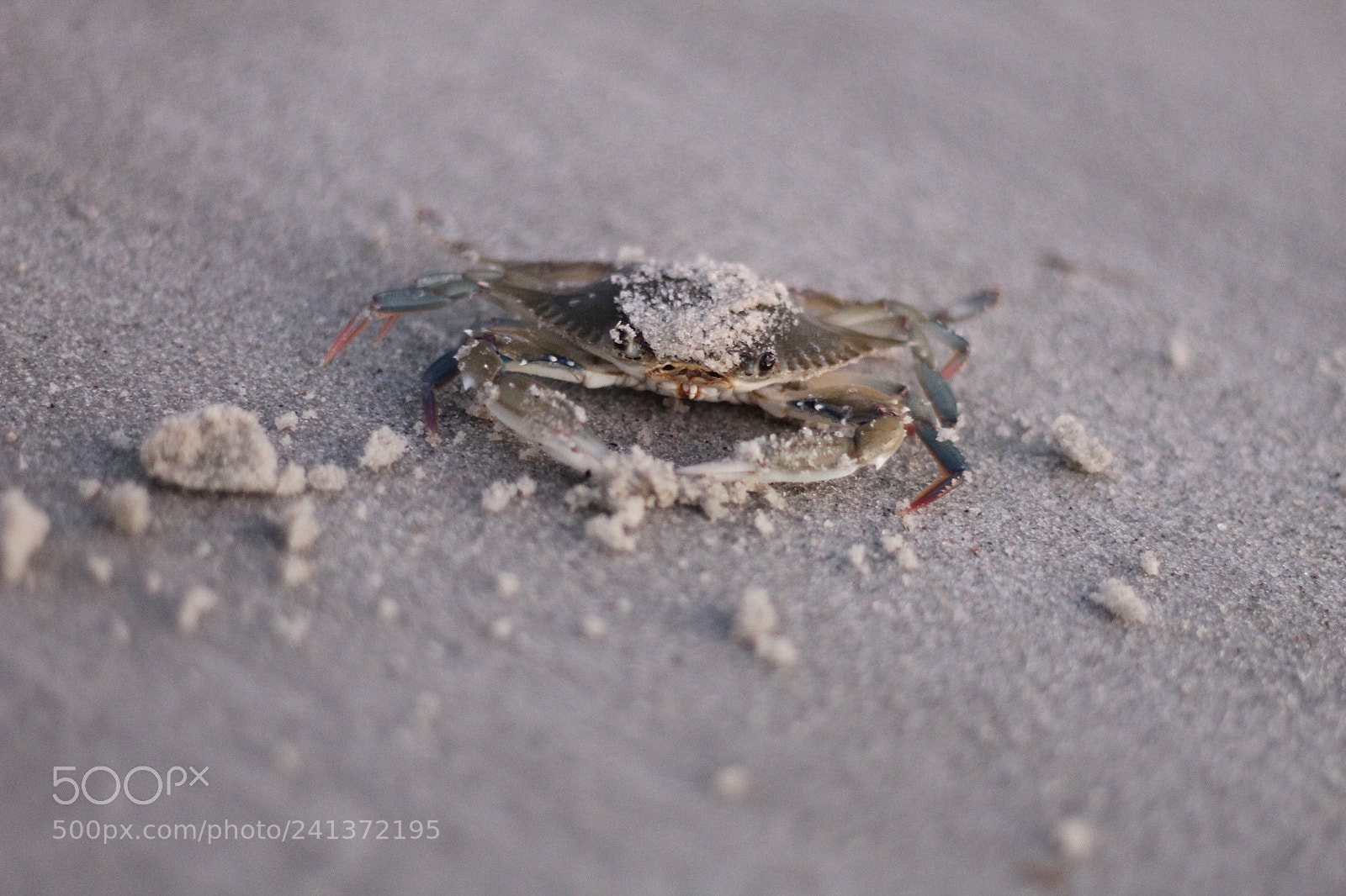 Canon EOS 1300D (EOS Rebel T6 / EOS Kiss X80) sample photo. Crabby morning photography
