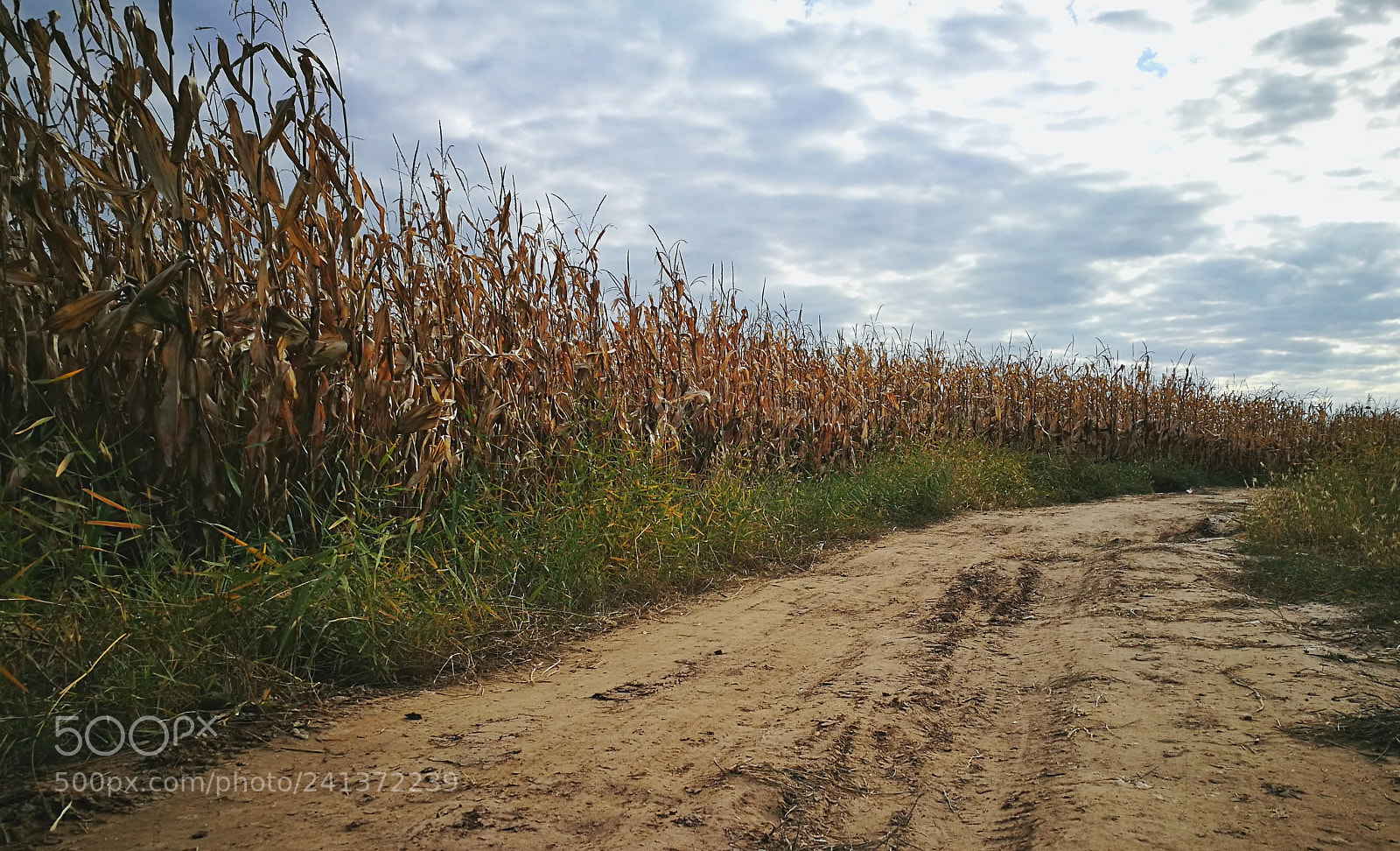 HUAWEI P9 Plus sample photo. Road photography
