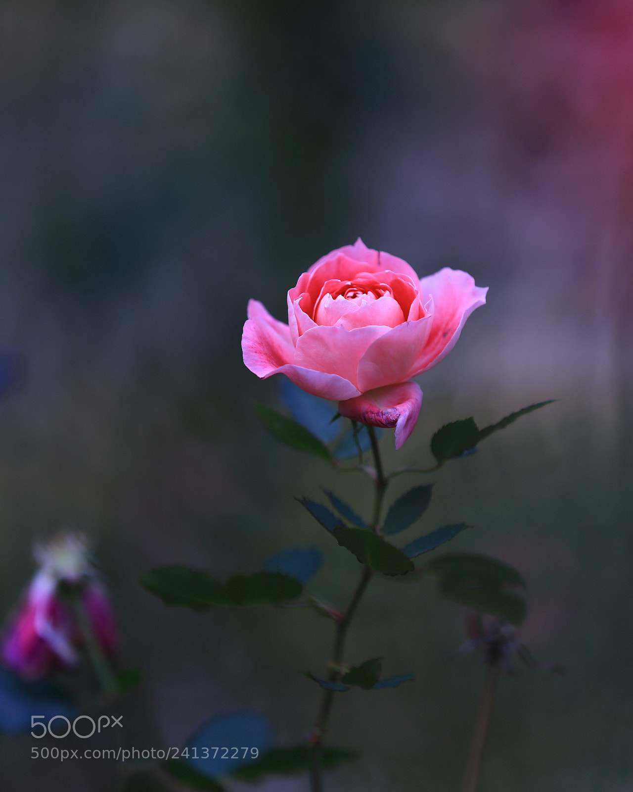 Canon EF 70-200mm F2.8L IS II USM sample photo. Rose photography