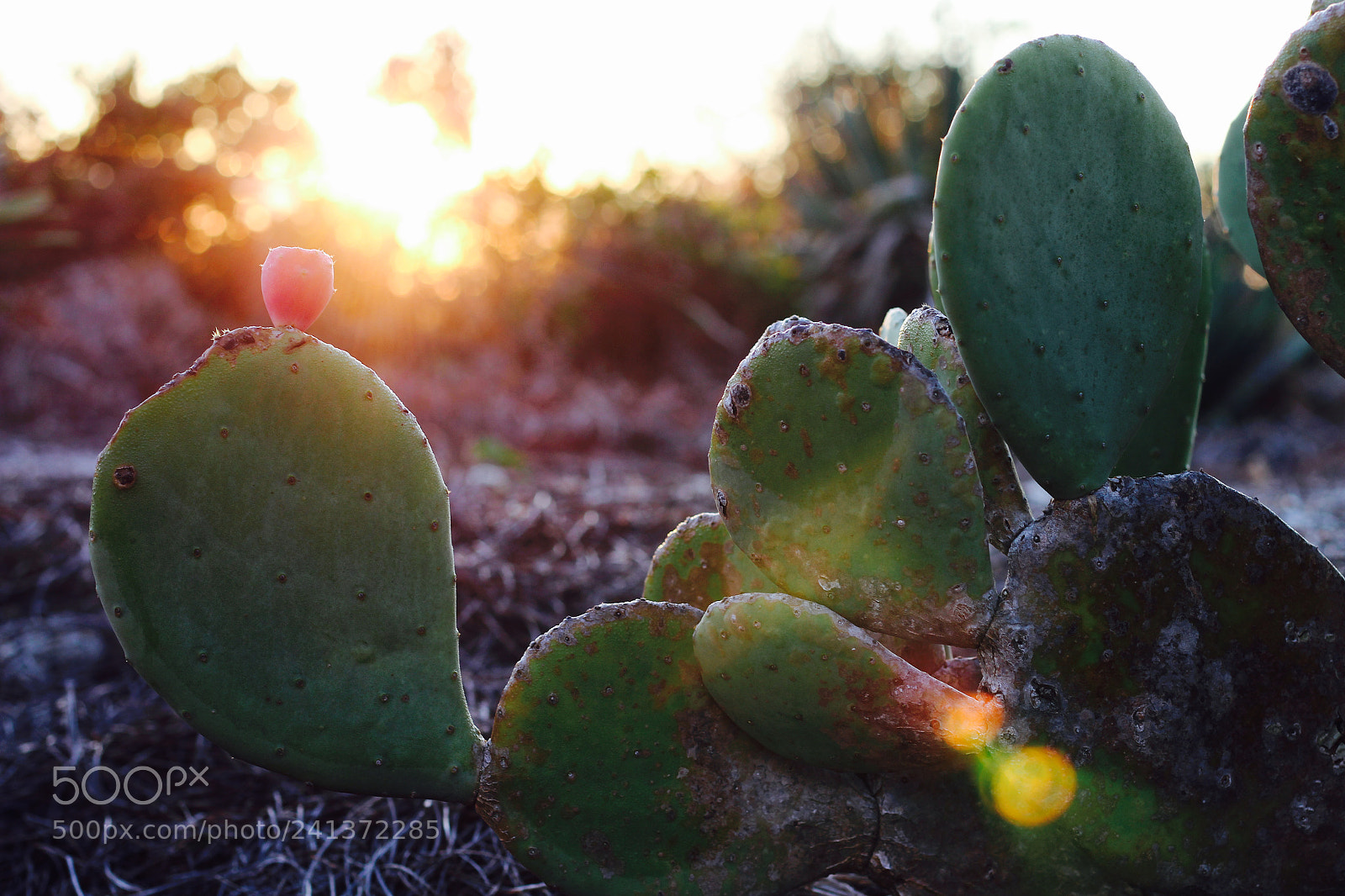 Canon EOS 1300D (EOS Rebel T6 / EOS Kiss X80) sample photo. Morning cactus photography