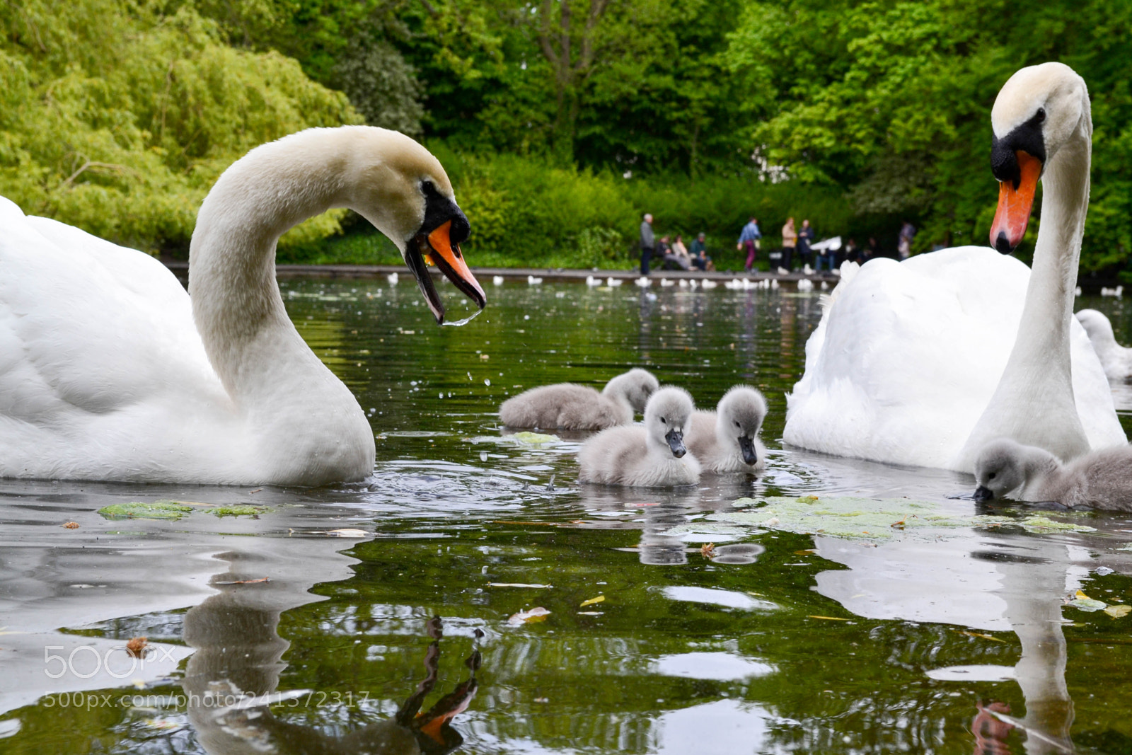 Nikon D3100 sample photo. Swan family photography