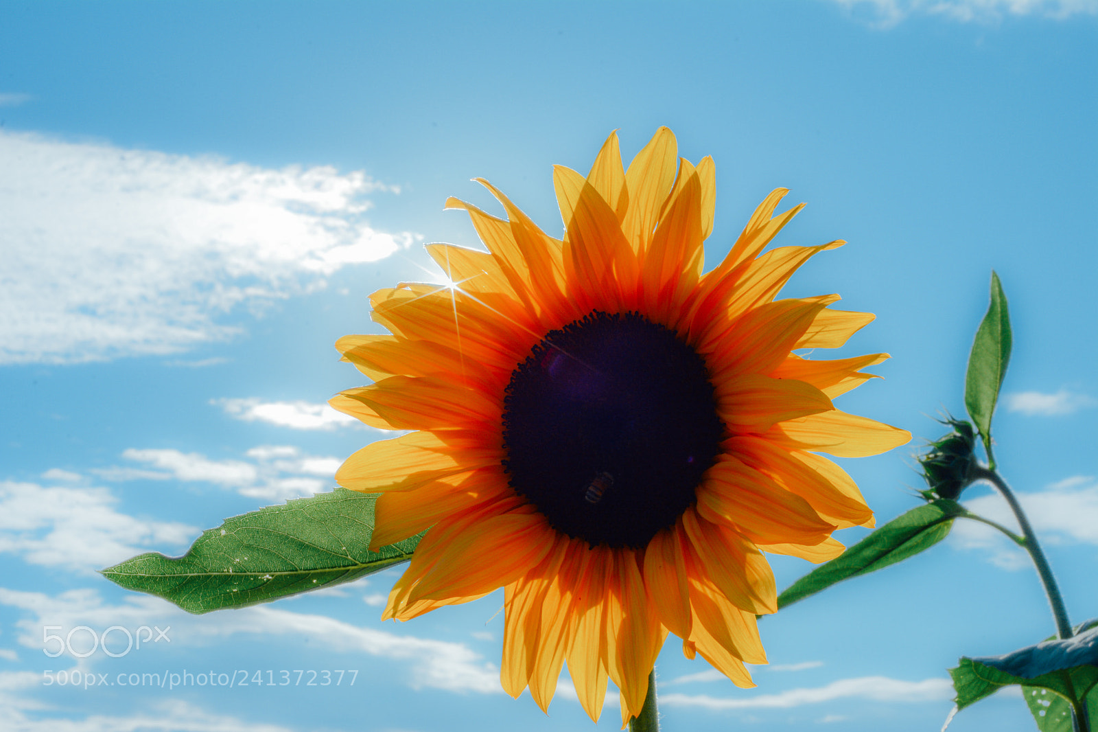 Nikon D7100 sample photo. Sunflower photography