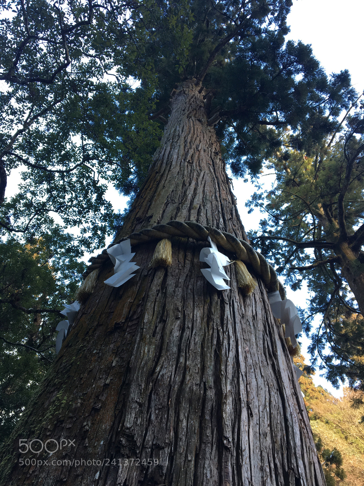 Apple iPhone 6s sample photo. Sacred tree of yuki photography