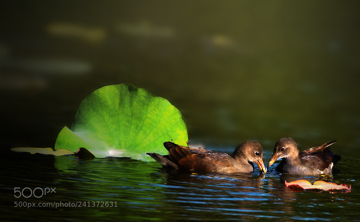 Nikon D810 sample photo. Po e photography