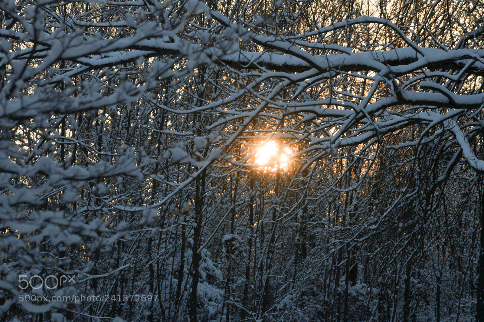 Nikon D3200 sample photo. 1st snow on evergreen photography