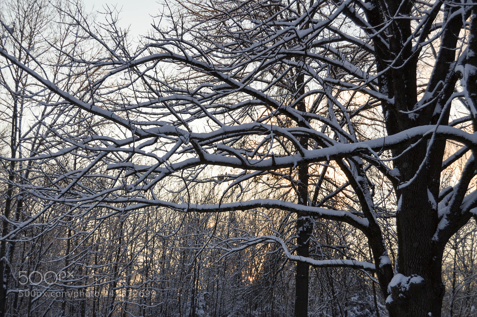 Nikon D3200 sample photo. 1st snow on evergreen photography