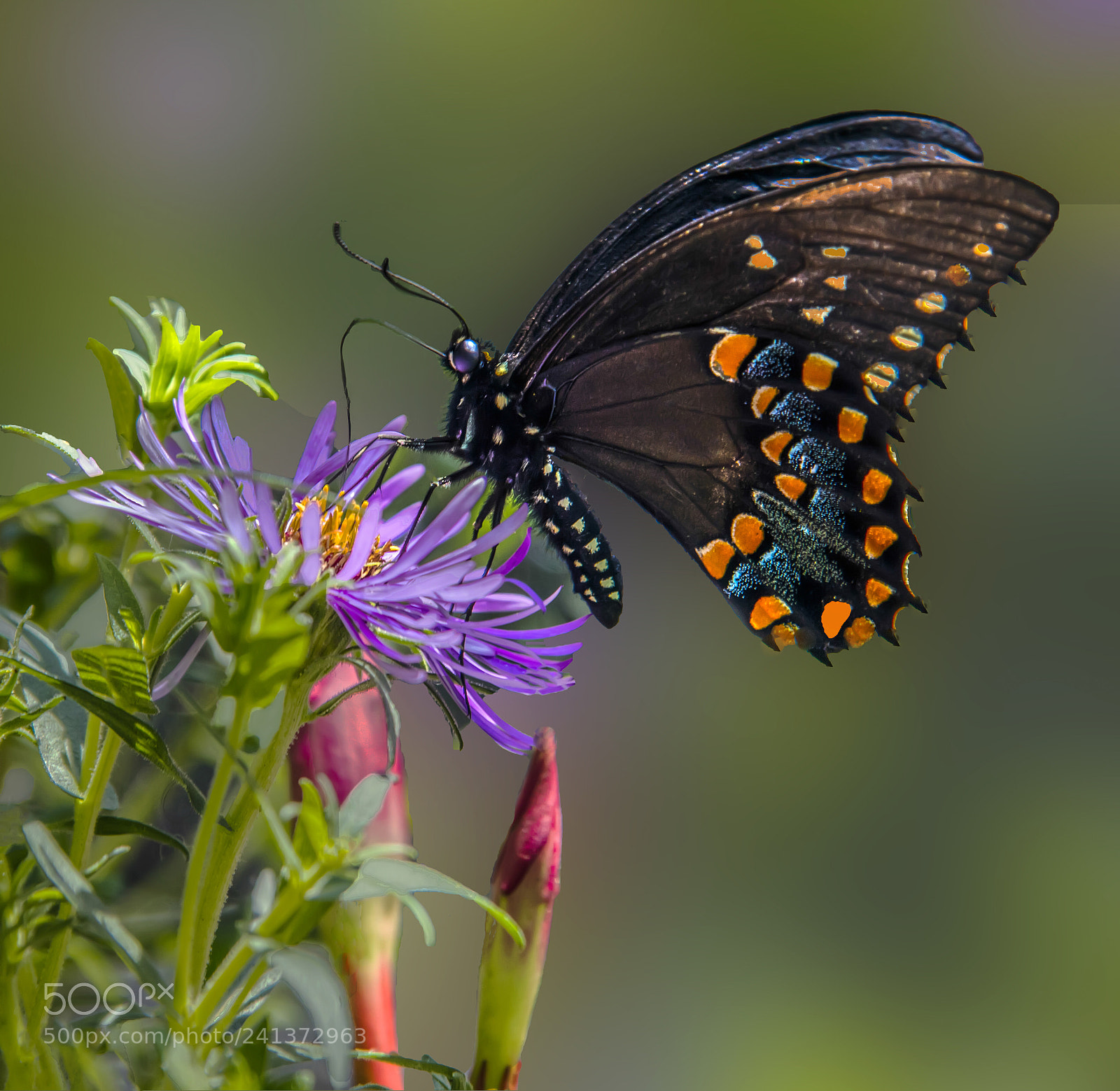 Canon EOS 5DS sample photo. Busy butterfly photography