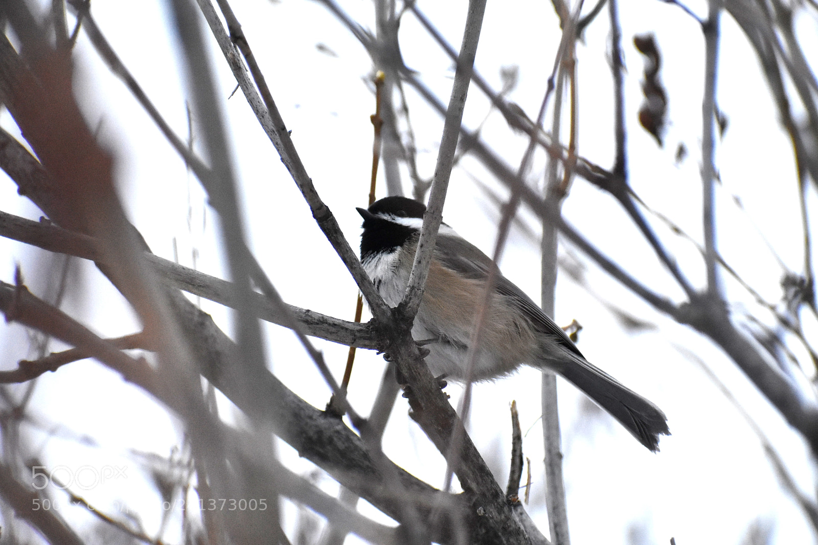 Nikon D3400 sample photo. Yet another black capped photography