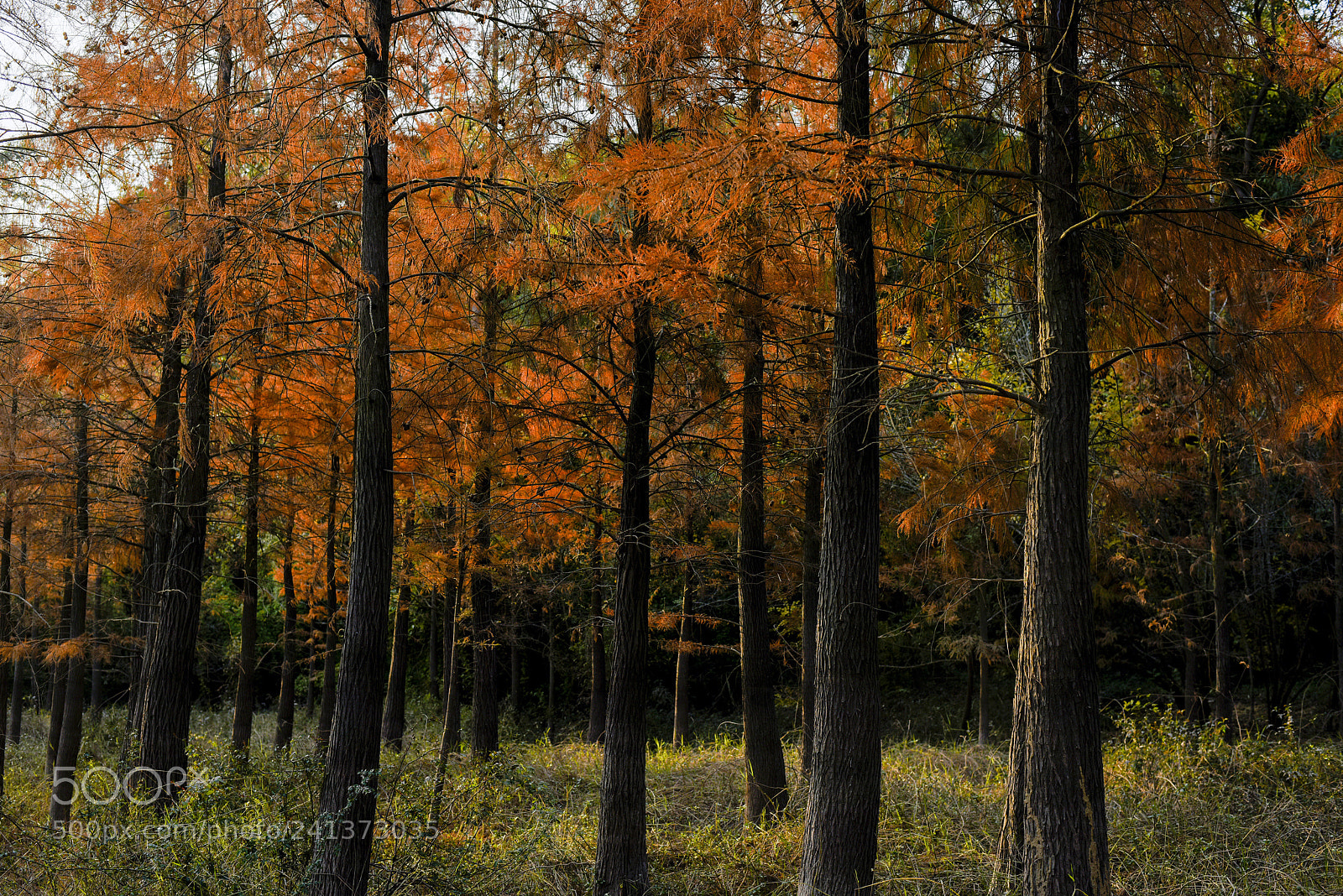 Nikon D810 sample photo. Wet land photography