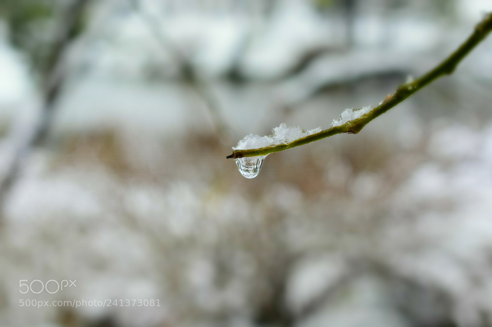 Nikon D3400 sample photo. 冬枝 photography
