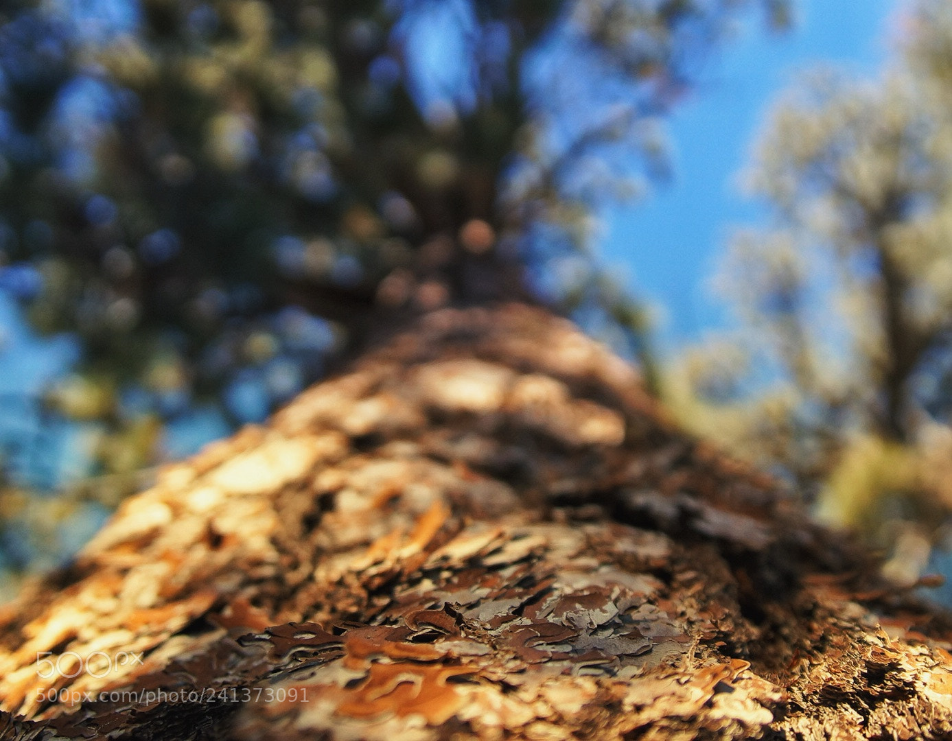 Sony SLT-A57 sample photo. “keep climbing” photography