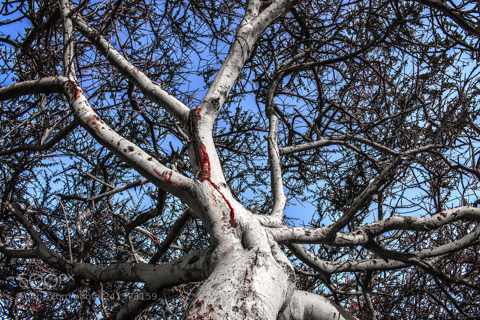 Nikon D3400 sample photo. Tears of a tree photography