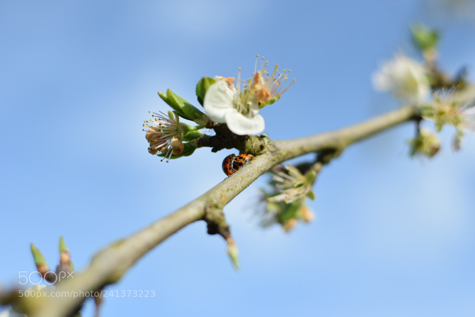 Nikon D5300 + Nikon AF-S DX Nikkor 35mm F1.8G sample photo. Love photography