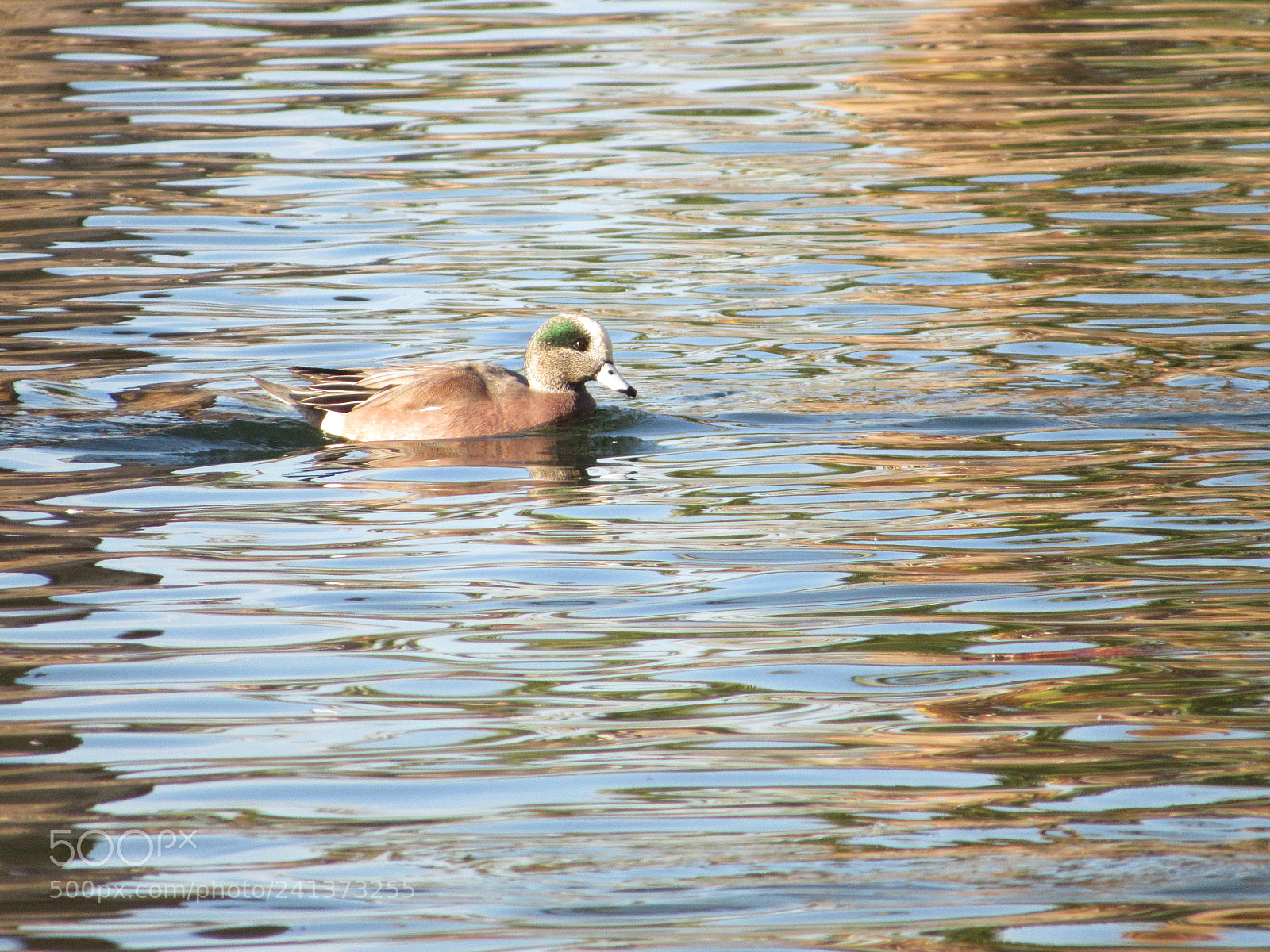 Canon PowerShot SX530 HS sample photo. Img photography