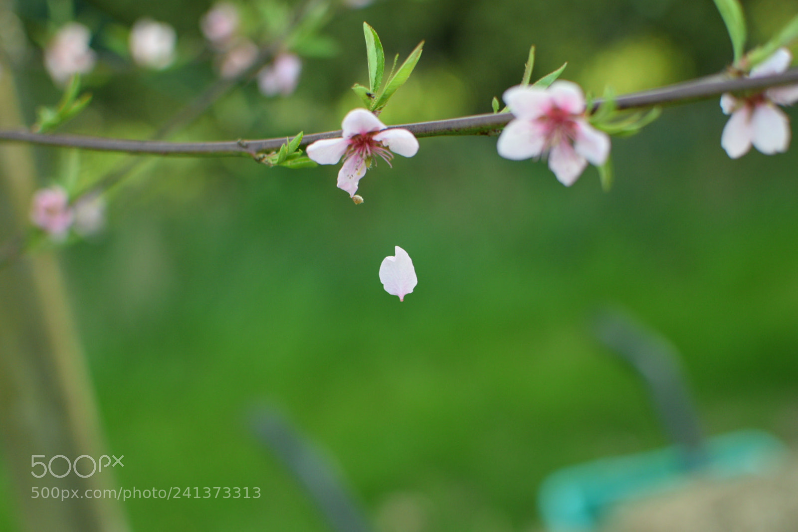 Nikon D5300 + Nikon AF-S DX Nikkor 35mm F1.8G sample photo. Falling petal photography