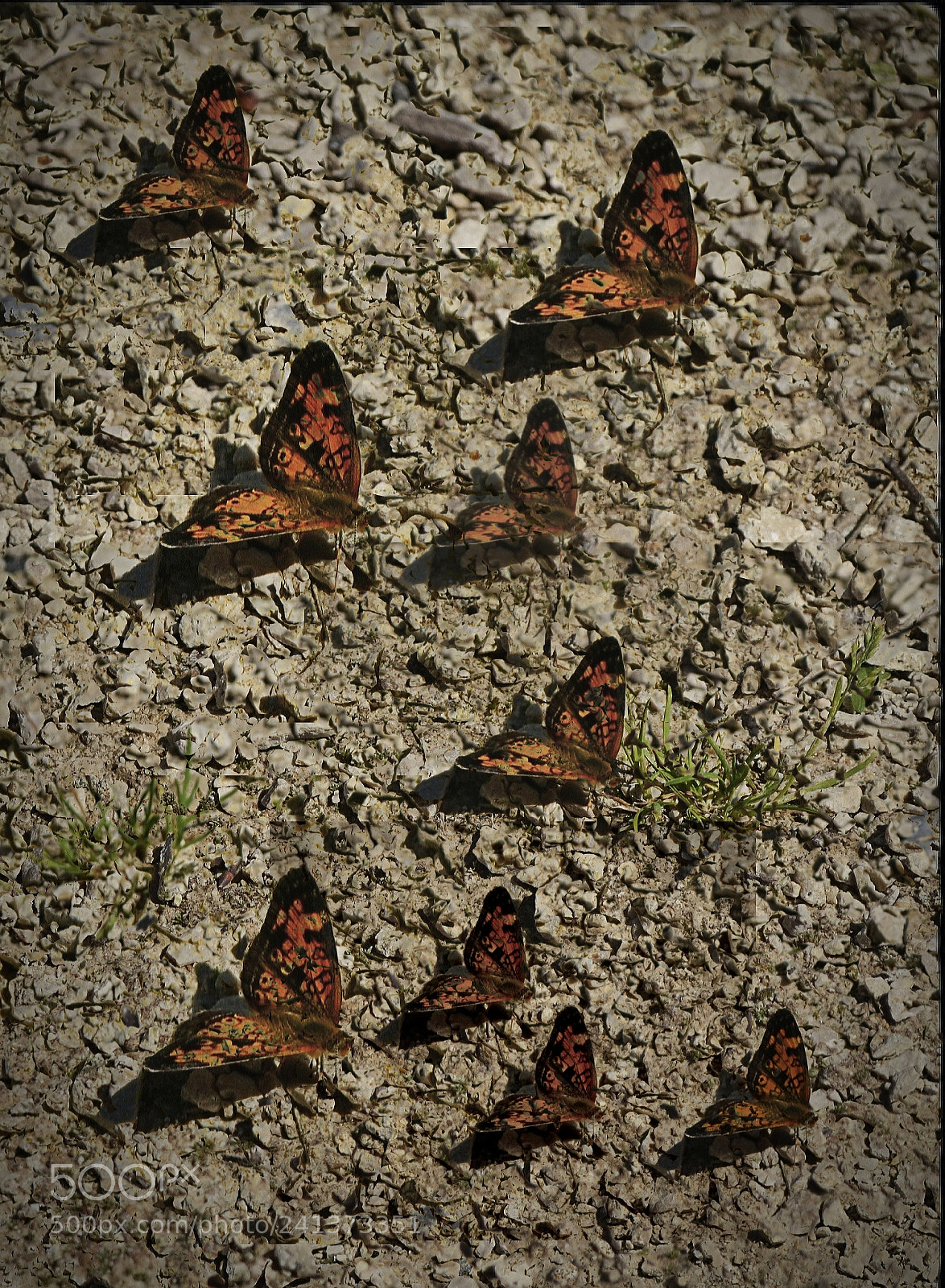 Nikon D3100 sample photo. Family of moths photography