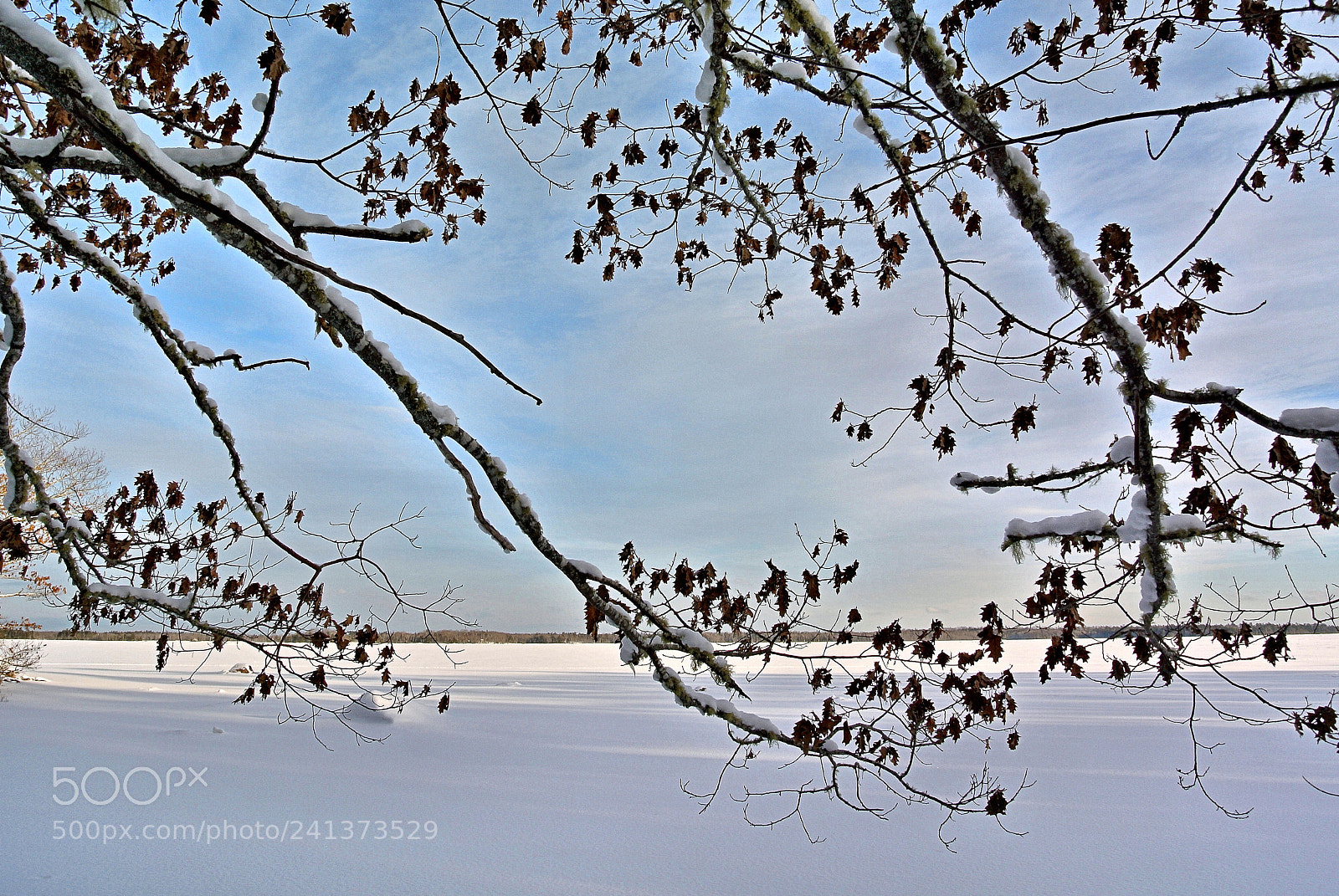 Nikon 1 V1 sample photo. Winter oak on gaspereau photography