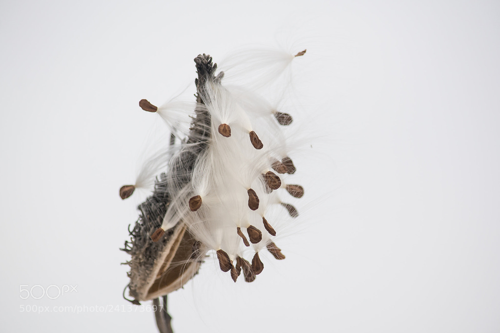 Nikon D7100 sample photo. White on white- milkweed #3 photography