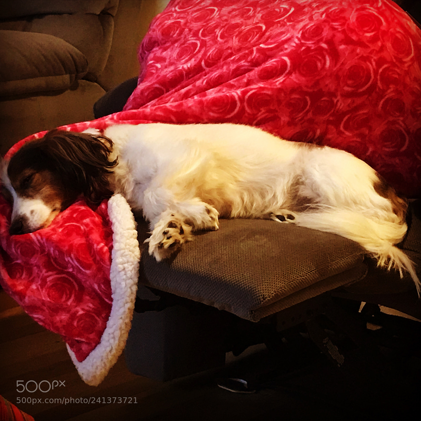 Apple iPhone 7 sample photo. Sleeping beauty photography