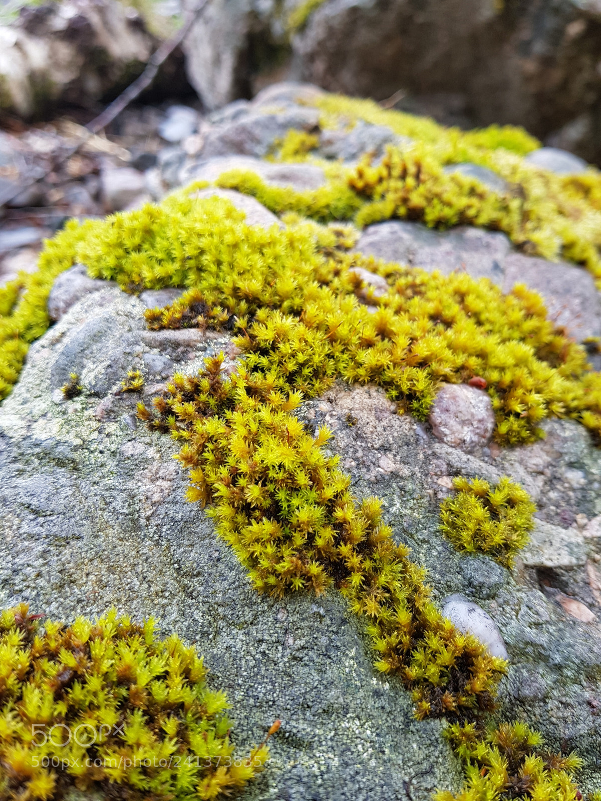 Samsung Galaxy S8+ sample photo. Untitled photography