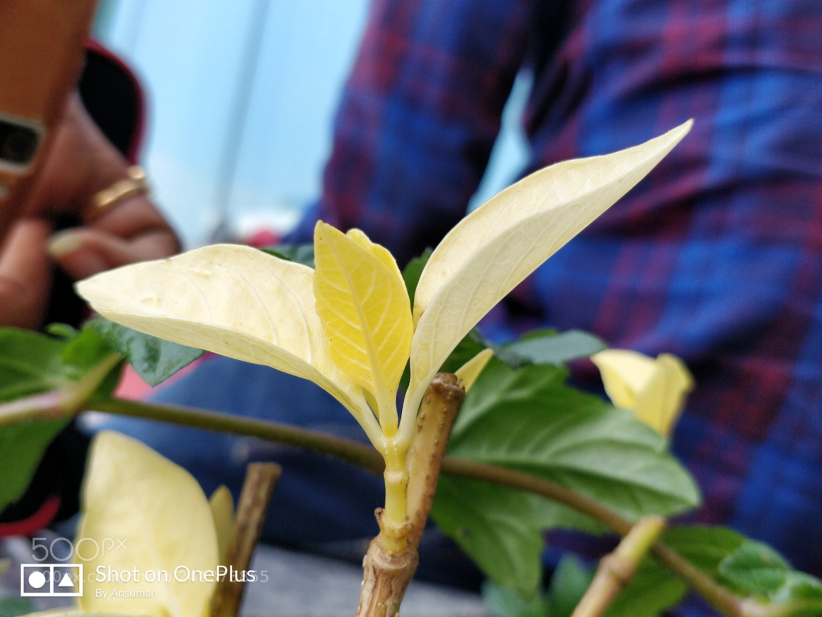 OnePlus 5 sample photo. Yellow leaves photography