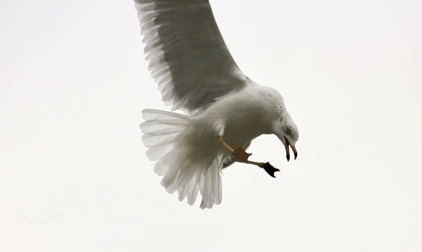 Canon EOS 700D (EOS Rebel T5i / EOS Kiss X7i) sample photo. Strike a pose photography