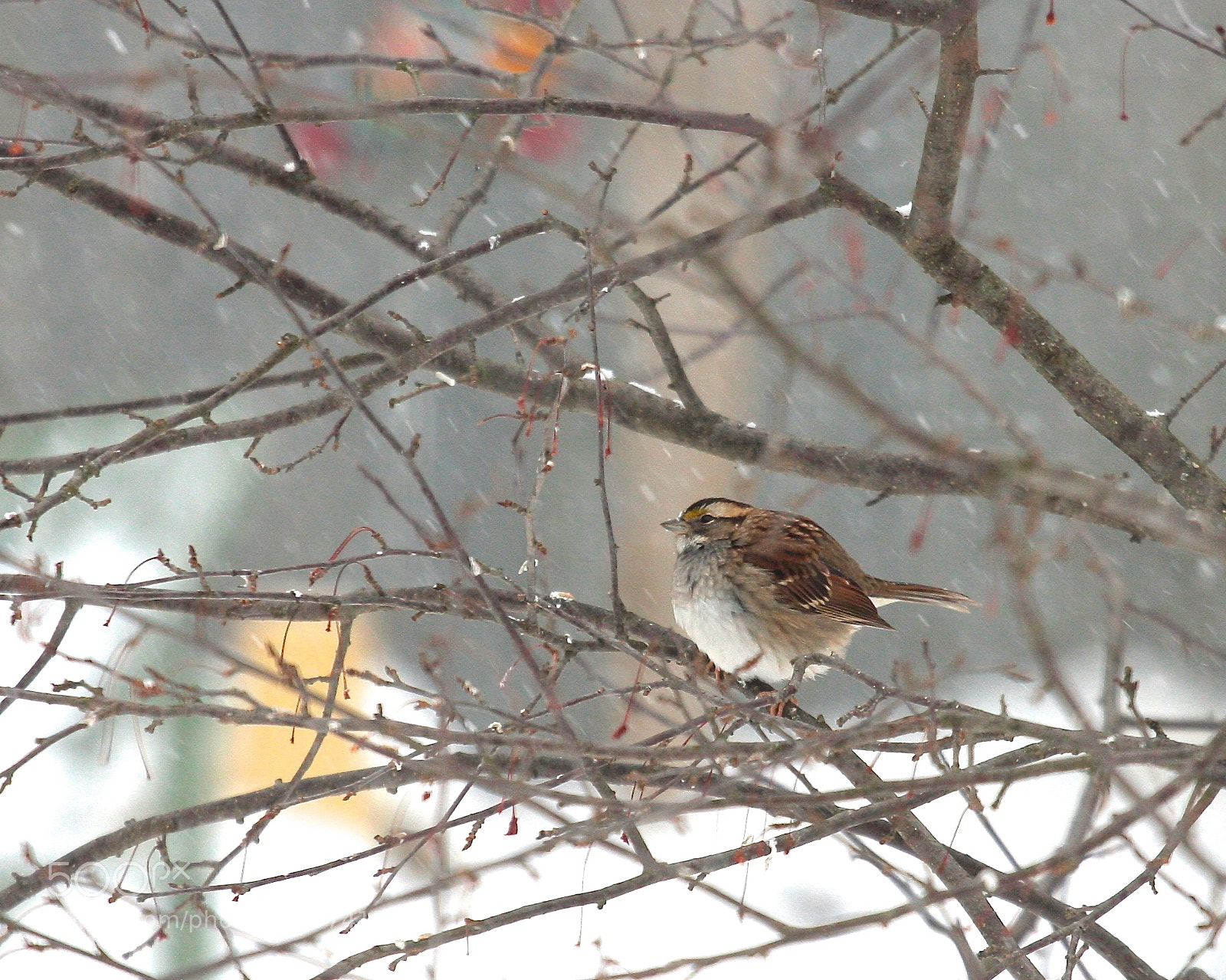 Canon EOS 40D sample photo. Img photography