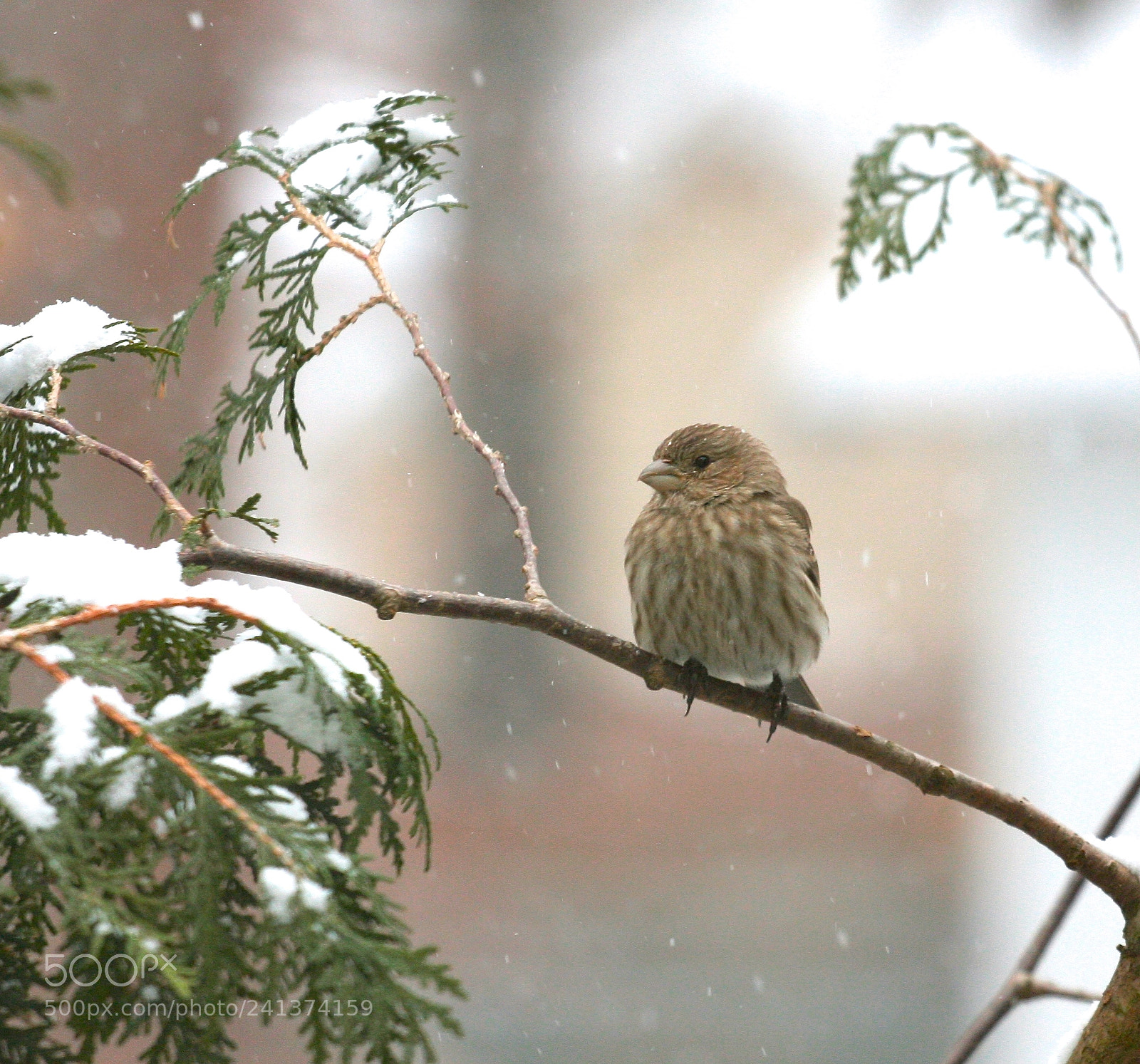 Canon EOS 40D sample photo. Img photography