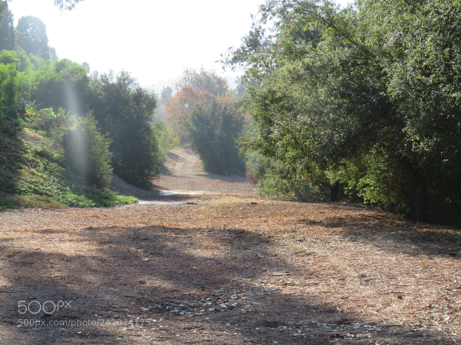 Canon PowerShot SX540 HS sample photo. The light that shones photography