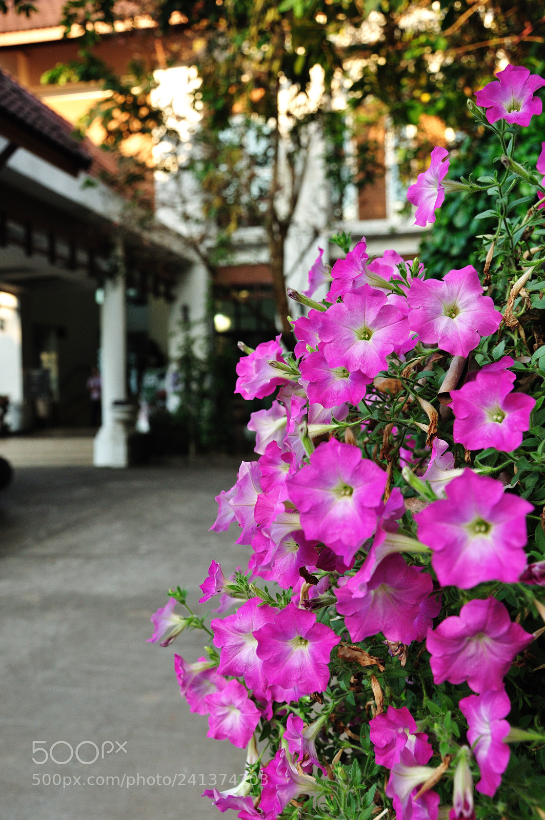 Nikon D90 sample photo. Untitled photography