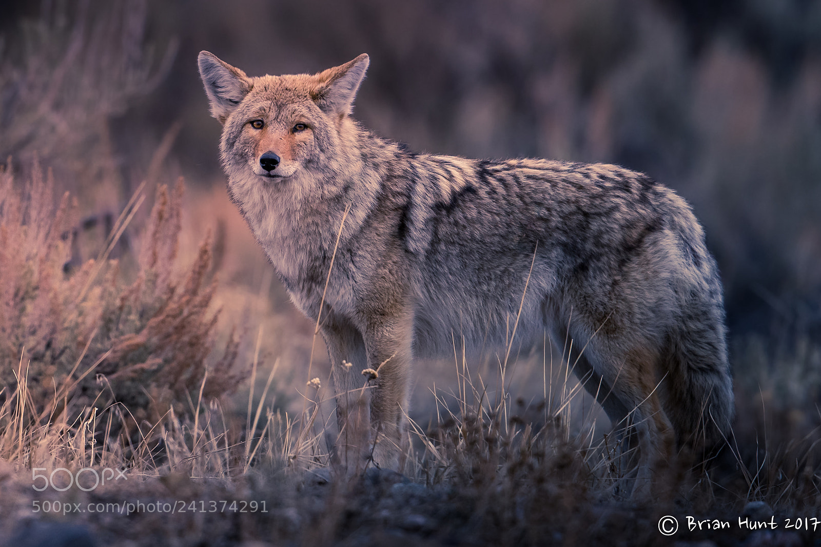 Canon EOS-1D X sample photo. Morning coyote photography