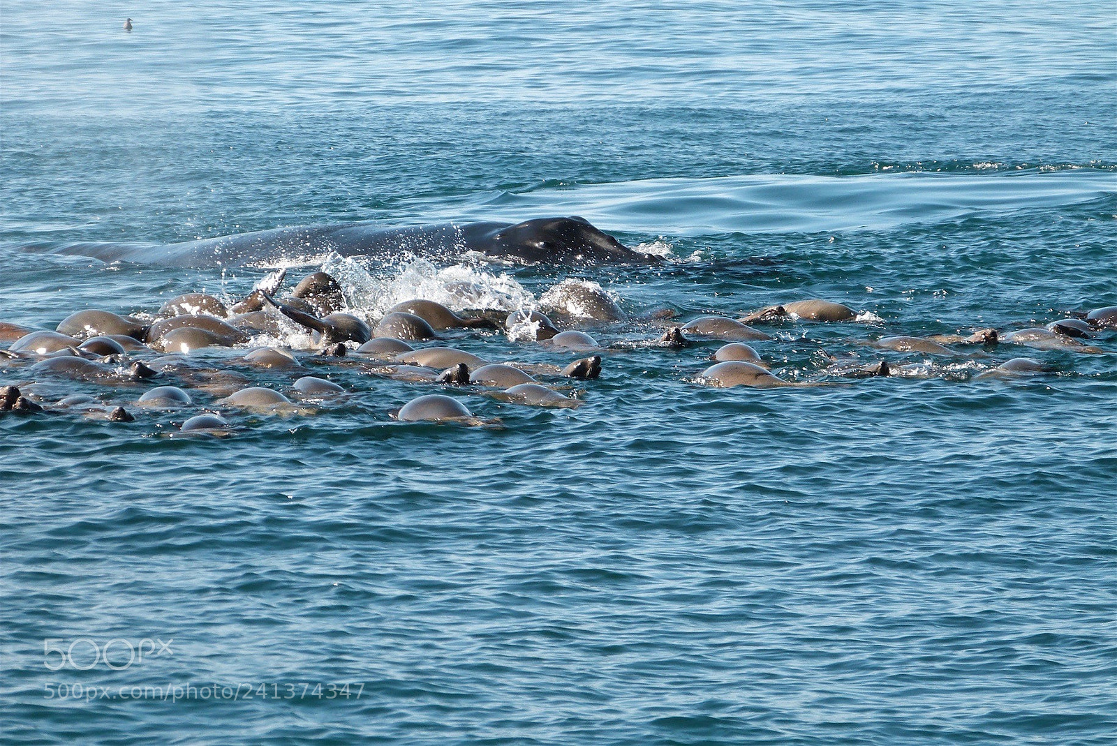 Panasonic Lumix DMC-FZ47 (Lumix DMC-FZ48) sample photo. Feeding frenzy photography