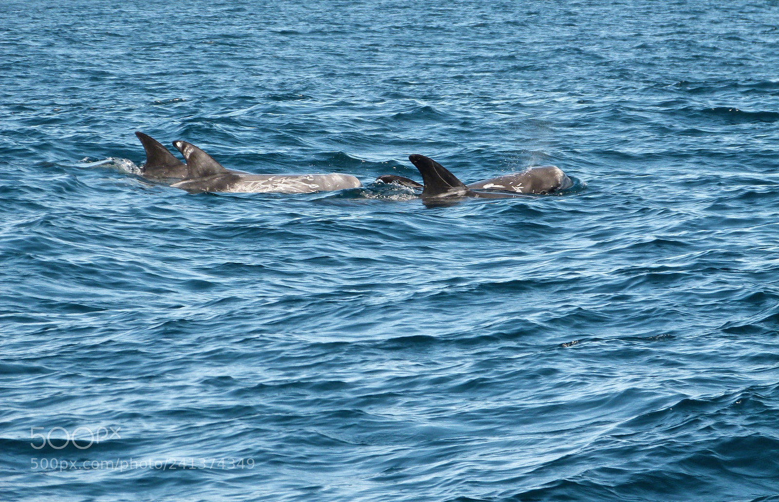 Panasonic Lumix DMC-FZ47 (Lumix DMC-FZ48) sample photo. Risso's dolphins photography