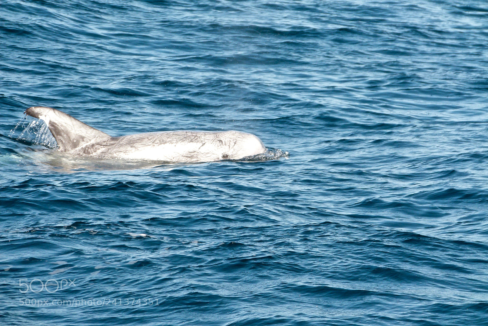 Panasonic Lumix DMC-FZ47 (Lumix DMC-FZ48) sample photo. An older risso's dolphin photography