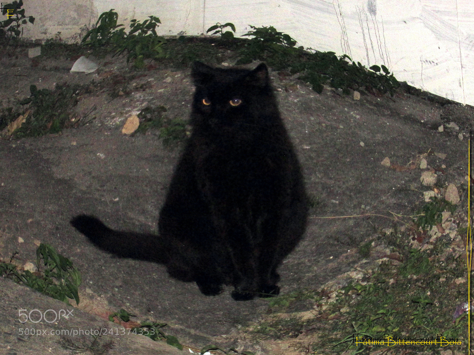 Canon PowerShot SX500 IS sample photo. 232.jpg photography