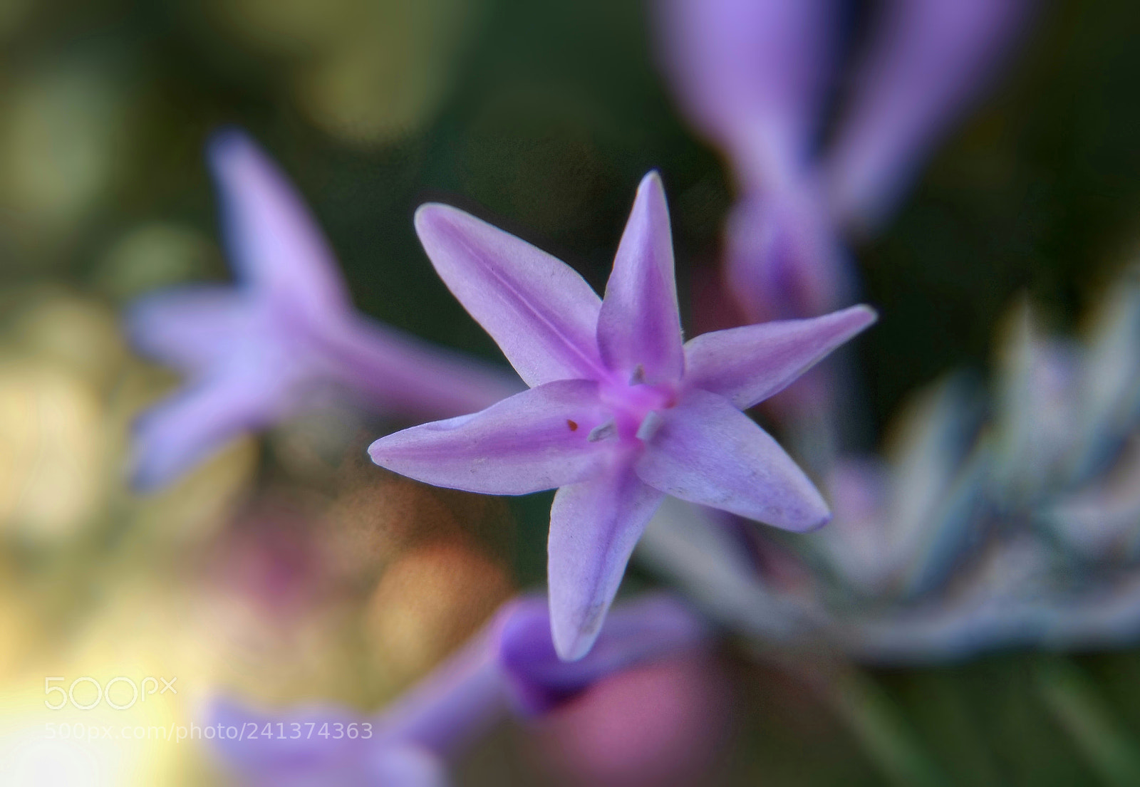 Motorola Moto G (4) sample photo. Tulbaghia photography