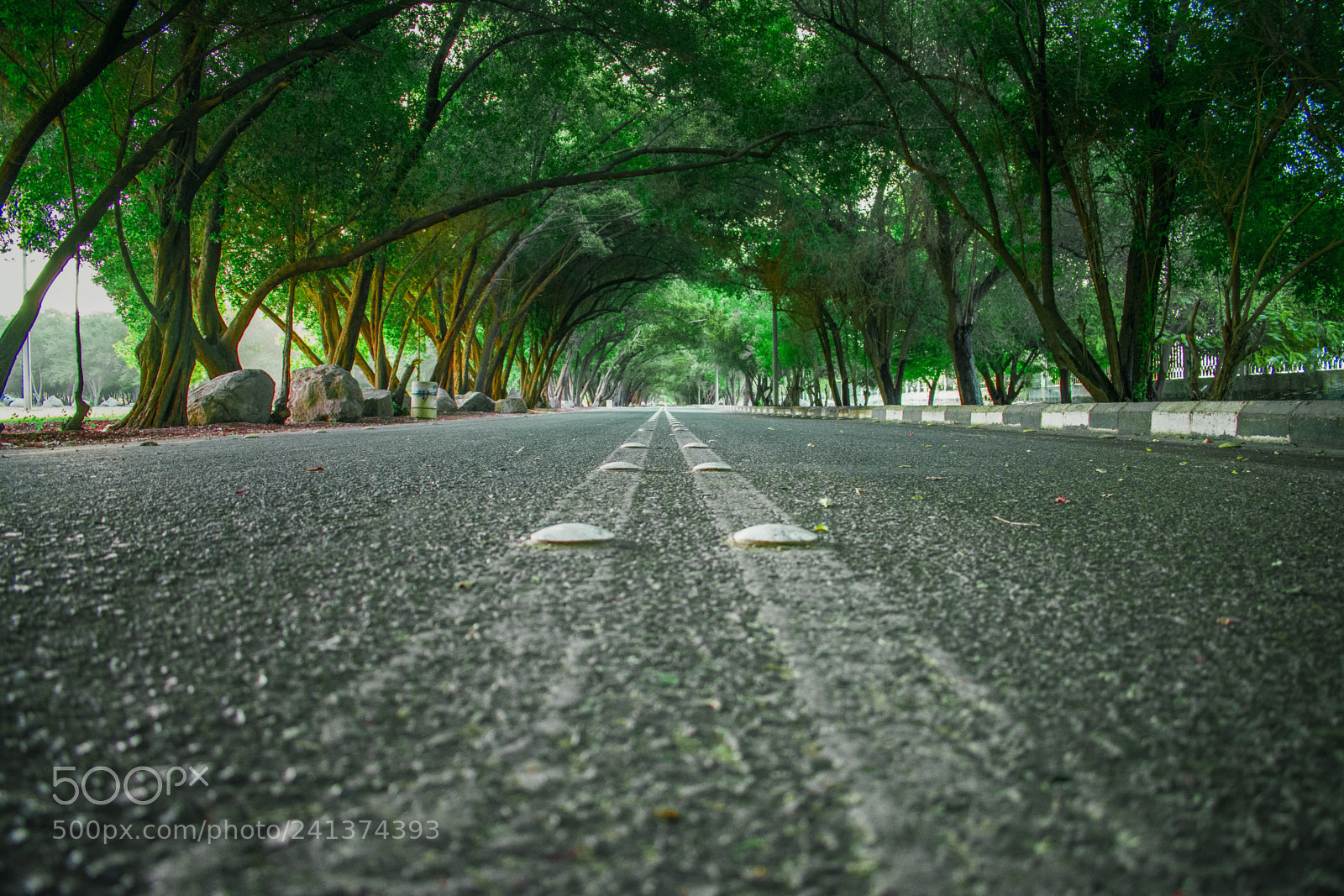 Nikon D3400 sample photo. Tunnel trees photography