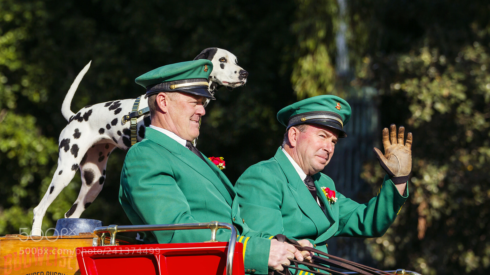 Canon EOS 60D sample photo. Budweiser dalmatian - rose photography