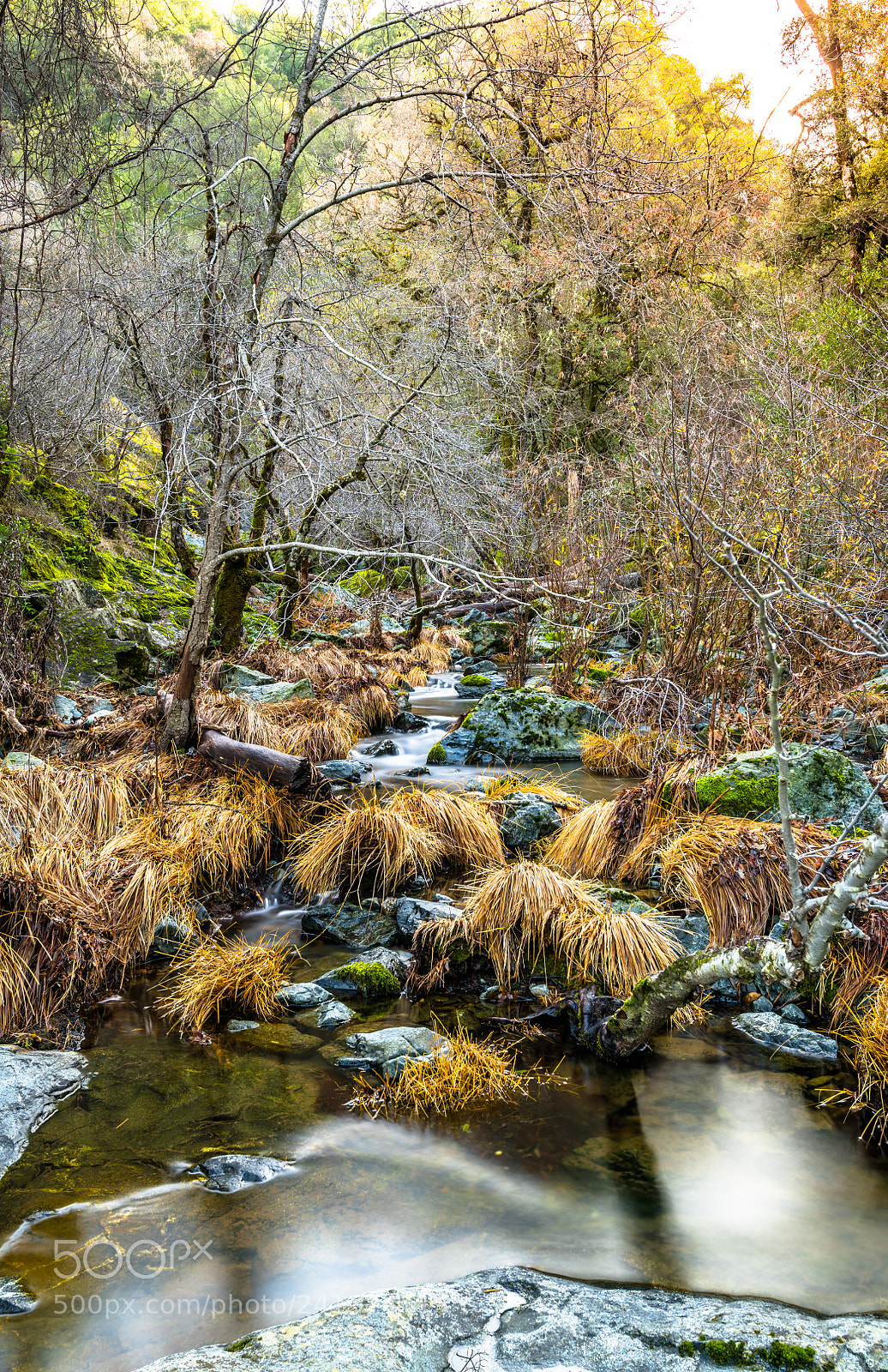 Nikon D850 sample photo. Untitled photography