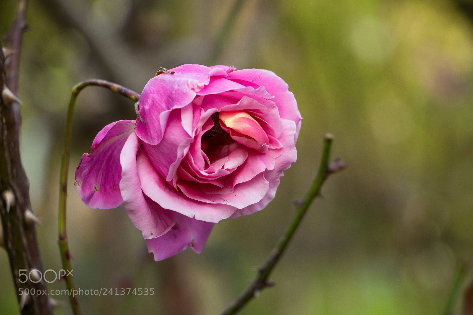 Canon EOS 700D (EOS Rebel T5i / EOS Kiss X7i) sample photo. Rose photography